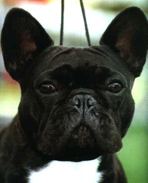 French Bulldog