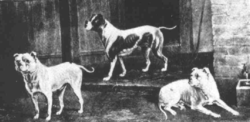 Bulldogs of the 1800's